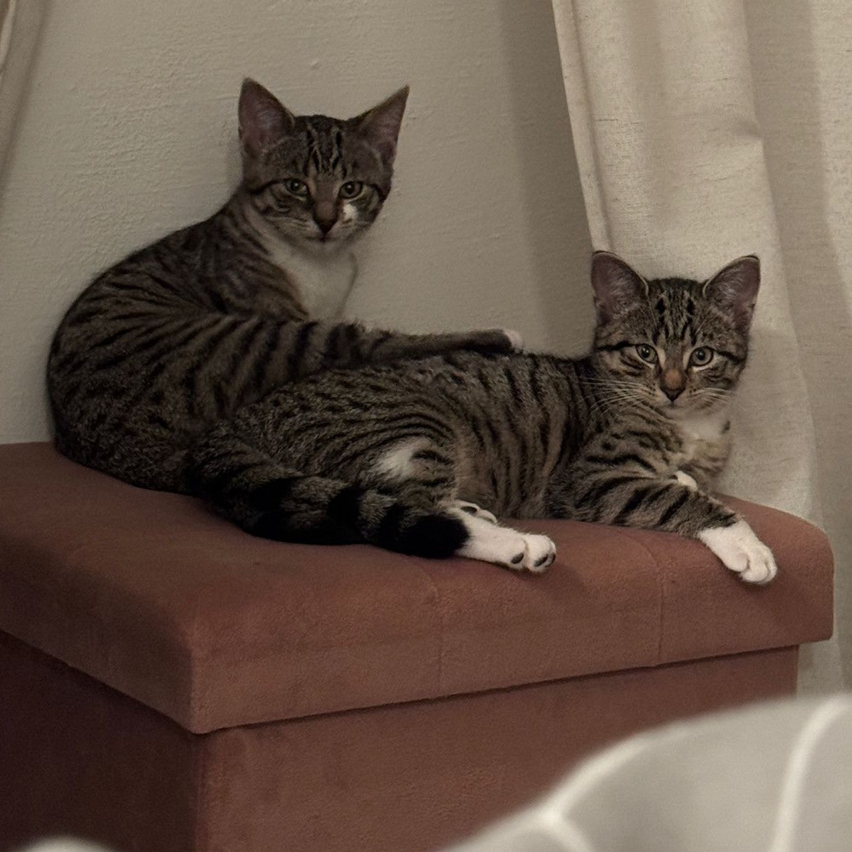 Katzen